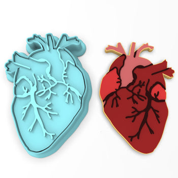 Anatomical Heart Cookie Cutter | Stamp | Stencil #1